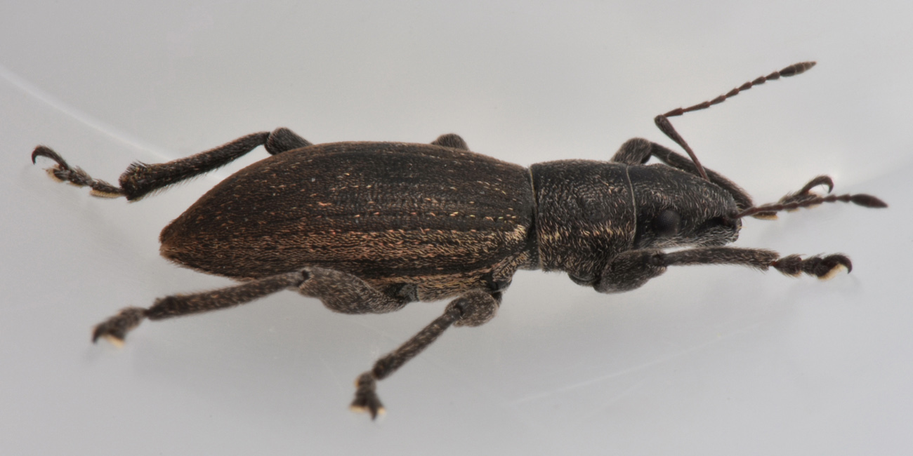 Curculionidae: Brachyderes sp.?  Sì, Brachyderes incanus